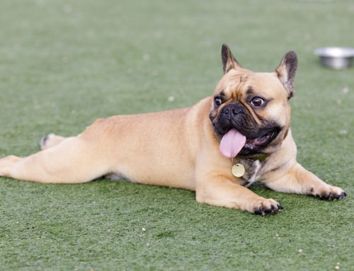 Dog Panting: What’s Normal and When to Worry