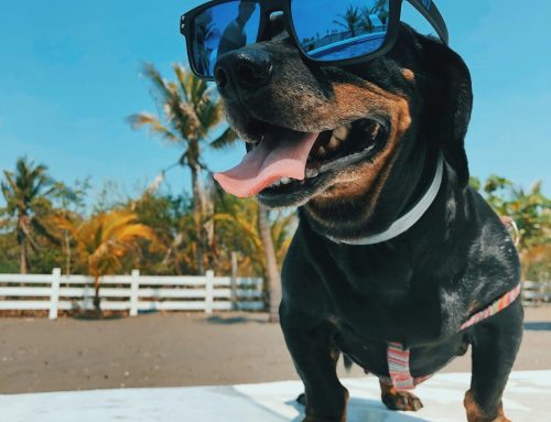 Cool Cats and Chilled Dogs: Top Tips for Pet Heat Safety