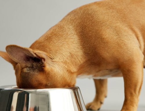 The Real Scoop on Pet Nutrition Myths